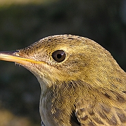 Föregående